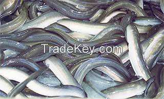 fresh Swamp EEL, Cod Roe, fish Maws, dried fish