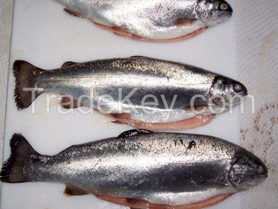 Frozen Rainbow Trout