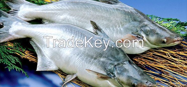 Pangasius Fish, Frozen Fish, Seafood, LIGHT PINK UNTRIMMED