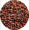 Black Mustard Seeds (brassica juncia)