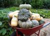 Fresh Cucumber, Carrots, Onions, Pumpkins and Capsicum