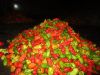 Bhut Jolokia (hottest chilli)