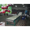 cherry sorting machine