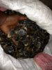  Live Pangolin , Pangolin Scales And Pangolin Meat For Sale