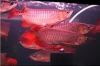 Asian Red Arowana Fish...
