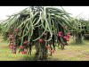 HIGH QUALITY FRESH DRAGON FRUIT FROM VIETNAM