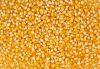 Best Quality White and Yellow Corn/Maize For Human Consumption