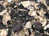 Black Fungus (Wood-ear Mushroom)