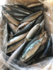 2017 New Arrival Frozen North Pacific Mackerel Fish