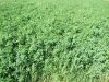 Alfalfa hay in bales production in Croatia