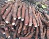 Natural cassava, Tapio...