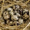 BULK CANNED QUAIL EGGS FOR SUPERMARKETS QUICK SERVICE RESTAURANTS AND WHOLESALE CONVENIENCE FOOD CHANNELS