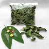 BULK DRIED KATUK LEAVES NATURAL HERBAL INGREDIENT
