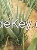 Organic Aloe Vera Leav...