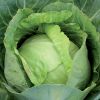 fresh cabbage 