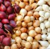 3 Colors Mixed Onion S...