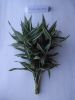 Dracena Sanderiana
