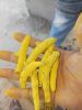 TURMERIC BULB