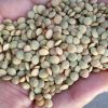 100% Mature Canadian Red Lentils / Green Lentils for sale