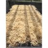 Sea Moss Irish Moss Eu...