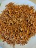 Cordyceps Militaris Fr...