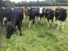 British cow; Crossbred; ; British cow, Crossbred