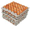 Buy Cobb 500 Broiler Chicken Fertilized Eggs Fresh White Brown Table Eggs Preserved Style for China Market