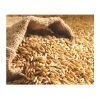 Barley Non-GMO Ukraine Barley Quality Feed Barley in Bulk