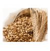 2021 Top Selling Premium Quality 12% Moisture Dried Feed Barley at Competitive Price