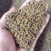 Cassia Seeds, Bulk Supply for Herbal Tea and Health Products