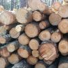 Wood logs Birch Wood L...