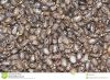 castor seed