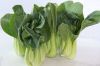 bok choy leaf for sale amazon