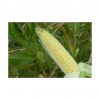 Bulk yellow corn for export and large-scale supply at low prices