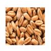 Barley Malt extract available in bulk for food industries