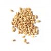 Barley Malt for sale in wholesale price