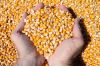 Best Quality Natural Yellow Corn /Maize For Animal Feed Consumption