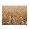 Best Factory Price of Natural Organic Whole Wheat Grains Available In Large Quantity