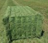 Alfafa Hay Animal Feeding Stuff Alfalfa, hay/alfalfa hay pellets Timothy Hay/ Alfafa in Bales Best Super