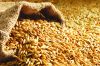 Animal Feed Barley Wheat Bran at factory price Barley