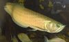 Arowana Fish for supply in USA