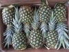 Fresh Pineapples, Fres...