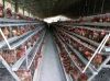 layer chicken cage, eg...