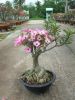 Adenium nursery plant