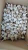 Great bulb Fresh Garlic