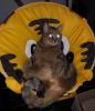 Summer cat toy cat scr...