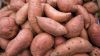100% Natural Fresh Sweet Potatoes Exported at Cheap Prices