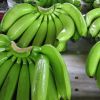Cavendish Banana Fresh Quality Green Banana for Export