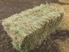 Alfalfa Hay Bale Premium Standard For Sale