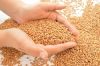 Agricultural Commodity Wheat Grain for Export